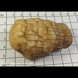 Mineral Specimen: Crinoid Head (Quartz) from Monroe Co., Indiana Mineral Specimen: Crinoid Head (Quartz) from Monroe Co., Indiana