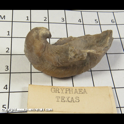 Mineral Specimen: Gryphaea   - Devil's Toenail from Cretaceous, Texas