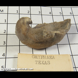 Mineral Specimen: Gryphaea - Devil's Toenail from Cretaceous, Texas Mineral Specimen: Gryphaea - Devil's Toenail from Cretaceous, Texas