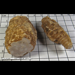 Mineral Specimen: Crinoid Heads (Quartz), one polished at both ends from Monroe Co., Indiana Mineral Specimen: Crinoid Heads (Quartz), one polished at both ends from Monroe Co., Indiana