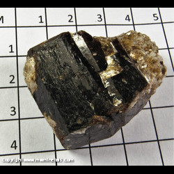 Mineral Specimen: Dravite Tourmaline, Muscovite from Yinnietharra, Upper Gascoyne Shire, Western Australia, Australia