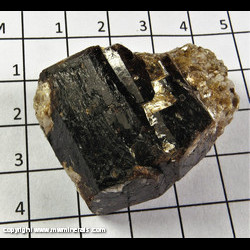 Mineral Specimen: Dravite Tourmaline, Muscovite from Yinnietharra, Upper Gascoyne Shire, Western Australia, Australia Mineral Specimen: Dravite Tourmaline, Muscovite from Yinnietharra, Upper Gascoyne Shire, Western Australia, Australia