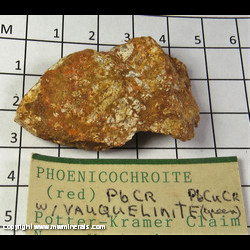 Mineral Specimen: Phoenicochroite, Mimetite from Potter-Cramer Claim, Vulture Dist, Maricopa Co, Arizona Mineral Specimen: Phoenicochroite, Mimetite from Potter-Cramer Claim, Vulture Dist, Maricopa Co, Arizona