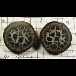 Mineral Specimen: Calcite in Septarian Nodule (polished pair) from Morocco Mineral Specimen: Calcite in Septarian Nodule (polished pair) from Morocco