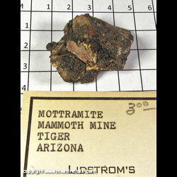 Mineral Specimen: Mottramite from Mammoth-Saint Anthony Mine, Tiger, Pinal Co, Arizona Mineral Specimen: Mottramite from Mammoth-Saint Anthony Mine, Tiger, Pinal Co, Arizona