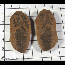 Mineral Specimen: Plant Fossil from Francis Creek Shale, Pennsylvanian Age, 300 million years old, Mazon Creek, Illinois Mineral Specimen: Plant Fossil from Francis Creek Shale, Pennsylvanian Age, 300 million years old, Mazon Creek, Illinois