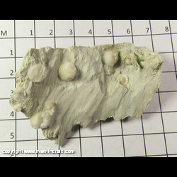 Mineral Specimen: Artinite on Talc from 4 1/2 miles north of Benitoite Gem Mine, San Benito Co., California Mineral Specimen: Artinite on Talc from 4 1/2 miles north of Benitoite Gem Mine, San Benito Co., California