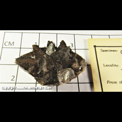 Mineral Specimen: Calcite coated with Hydrocarbons, Micro Pyrite crystals from Pendelton Quarry (Irving Materials Quarry), Anderson, Madison Co., Indiana Mineral Specimen: Calcite coated with Hydrocarbons, Micro Pyrite crystals from Pendelton Quarry (Irving Materials Quarry), Anderson, Madison Co., Indiana