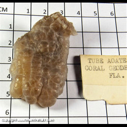 Mineral Specimen: Agatized Coral Fossil (Tube Agate) from Florida