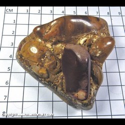 Mineral Specimen: Tennessee Pudding Stone from Eastern Tennessee Mineral Specimen: Tennessee Pudding Stone from Eastern Tennessee