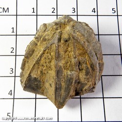 Mineral Specimen: Crinoid Calyx (Head) from Illinois