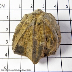 Mineral Specimen: Crinoid Calyx (Head) from Illinois Mineral Specimen: Crinoid Calyx (Head) from Illinois