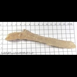 Mineral Specimen: Gypsum variety: Rams Horn Selenite from Chihuahua, Mexico Mineral Specimen: Gypsum variety: Rams Horn Selenite from Chihuahua, Mexico