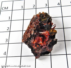 Mineral Specimen: Crocoite from Red Lead Mine, Dundas, Tasmania, Australia Mineral Specimen: Crocoite from Red Lead Mine, Dundas, Tasmania, Australia