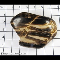 Mineral Specimen: Petrified Wood (tumble polished) from Montana