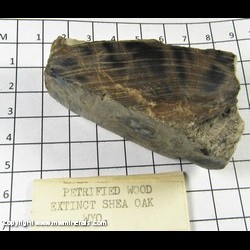 Mineral Specimen: Petrified Wood, Extinct Shea (She) Oak species (genus Casuarinas) from Wyoming