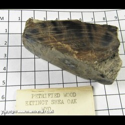 Mineral Specimen: Petrified Wood, Extinct Shea (She) Oak species (genus Casuarinas) from Wyoming Mineral Specimen: Petrified Wood, Extinct Shea (She) Oak species (genus Casuarinas) from Wyoming