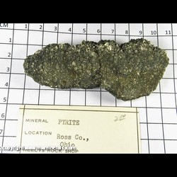 Mineral Specimen: Pyritized Marine Burrow from Ross Co,  Ohio