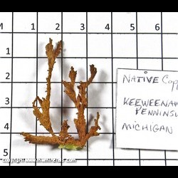 Mineral Specimen: Copper from Keweenaw Peninsula, Michgain Mineral Specimen: Copper from Keweenaw Peninsula, Michgain