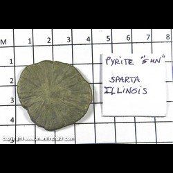 Mineral Specimen: Pyrite Sun from Sparta, Randolf Co., Illinois