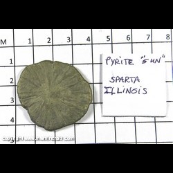 Mineral Specimen: Pyrite Sun from Sparta, Randolf Co., Illinois Mineral Specimen: Pyrite Sun from Sparta, Randolf Co., Illinois