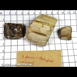 Mineral Specimen: Petrified Wood - polished, large piece sawed on back from New Zeeland