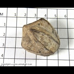 Mineral Specimen: Blastoid from Illinois
