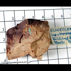 Mineral Specimen: Natrouranospinite (Ellweilerite) micro yellow crystals from Buhlskopf U deposit, Ellweiler, Birkenfeld, Rhineland-Palatinate, Germany