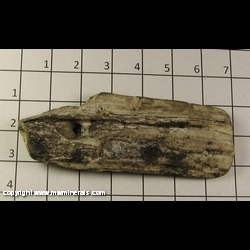 Mineral Specimen: Petrified Wood with Knothole from Wyoming Collected in 1960s