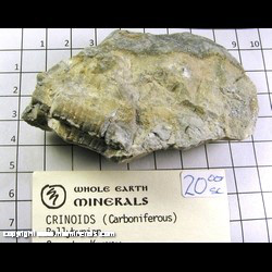 Mineral Specimen: Crinoid Stems from Ballybunion, County Kerry, Ireland