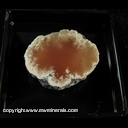 Minerals Specimen: Datolite from Nassau Mine, Mass city, Ontonagon County, Michigan