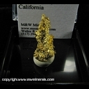 Mineral Specimen: Gold Crystals .065 oz from Eagle's Nest Mine, Placer Co., California Mineral Specimen: Gold Crystals .065 oz from Eagle's Nest Mine, Placer Co., California