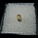 Minerals Specimen: Gemmy Grossular Garnet variety Hessonite from Jeffrey Quarry, Asbestos, Quebec, Canada Minerals Specimen: Gemmy Grossular Garnet variety Hessonite from Jeffrey Quarry, Asbestos, Quebec, Canada