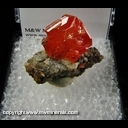 Minerals Specimen: Wulfenite from Red Cloud Mine, La Paz Co., Arizona Minerals Specimen: Wulfenite from Red Cloud Mine, La Paz Co., Arizona