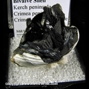 Minerals Specimen: Vivianite in Fossil Bivalve Shell from Kerch peninsula, Crimea peninsula, Crimea Oblast', Ukraine Minerals Specimen: Vivianite in Fossil Bivalve Shell from Kerch peninsula, Crimea peninsula, Crimea Oblast', Ukraine