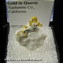 Minerals Specimen: Gold in Quartz from Tuolumme Co., California Minerals Specimen: Gold in Quartz from Tuolumme Co., California