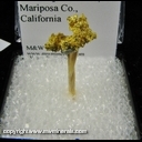 Mineral Specimen: Gold from Mockingbird Mine, Mariposa Co., California Mineral Specimen: Gold from Mockingbird Mine, Mariposa Co., California