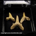 Mineral Specimen: Shark Teeth from 68-110 Million Years Old, Khouribga, Morocco Mineral Specimen: Shark Teeth from 68-110 Million Years Old, Khouribga, Morocco