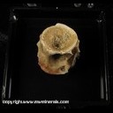 Mineral Specimen: Fish Vertabrae from Khouribga, Morroco Mineral Specimen: Fish Vertabrae from Khouribga, Morroco