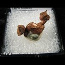 Minerals Specimen: Copper Crystals from Central Mine, Keweenaw Co., Michigan Minerals Specimen: Copper Crystals from Central Mine, Keweenaw Co., Michigan