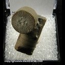 Minerals Specimen: Crinoid Stems from Indiana Ex. A. Neely, 1960s Minerals Specimen: Crinoid Stems from Indiana Ex. A. Neely, 1960s