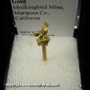 Mineral Specimen: Gold from Mockingbird Mine, Mariposa Co., California