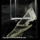Mineral Specimen: Selenite from Bologna, Italy Mineral Specimen: Selenite from Bologna, Italy