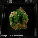 Minerals Specimen: Malachite from Chihuahia, Mexico Ex. A. Neely, 1960s Minerals Specimen: Malachite from Chihuahia, Mexico Ex. A. Neely, 1960s