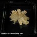 Mineral Specimen: Hemimorphite from Mapimi, Durango, Mexico Ex. A. Neely, 1960s Mineral Specimen: Hemimorphite from Mapimi, Durango, Mexico Ex. A. Neely, 1960s
