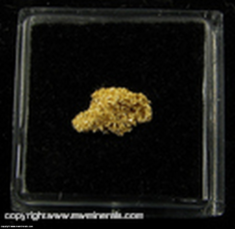 Minerals Specimen: Gold, Sponge Crystals from Mad Mutha Mine, Humboldt Co., Nevada Minerals Specimen: Gold, Sponge Crystals from Mad Mutha Mine, Humboldt Co., Nevada
