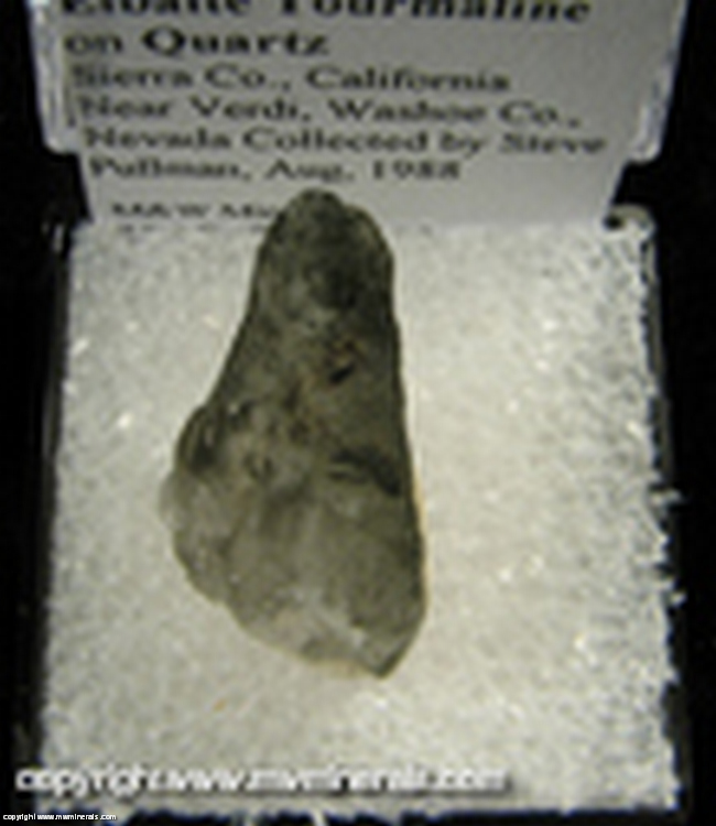 Mineral Specimen: Elbaite Tourmaline on Quartz from Sierra Co., California near Verdi, Washoe Co., Nevada Collected by Steve Pullman, Aug. 1998 Mineral Specimen: Elbaite Tourmaline on Quartz from Sierra Co., California near Verdi, Washoe Co., Nevada Collected by Steve Pullman, Aug. 1998