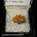 Mineral Specimen: Wulfenite from Chihuahua, Mexico Ex. A. Neely 1960s Mineral Specimen: Wulfenite from Chihuahua, Mexico Ex. A. Neely 1960s