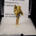 Mineral Specimen: Gold Crystals from Mockingbird Mine, Mariposa Co., California Mineral Specimen: Gold Crystals from Mockingbird Mine, Mariposa Co., California