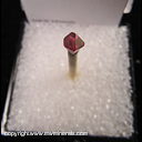 Mineral Specimen: Ruby Spinel from Mogok, Burma Mineral Specimen: Ruby Spinel from Mogok, Burma